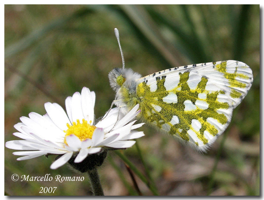 Euchloe ausonia, rovescio delle ali (Lepidoptera, Pieridae)